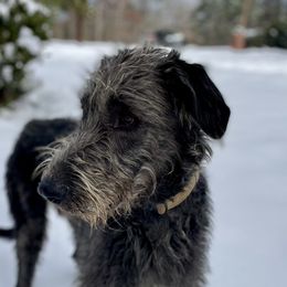 Irish Wolfhounds and Siberian Huskies from Isham's Huskies