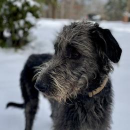 Irish Wolfhounds and Siberian Huskies from Isham's Huskies