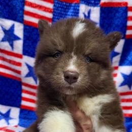 AKC Chestnut - Red and white male Siberian Husky puppy in Centreville, Maryland from Huskies By the Bay