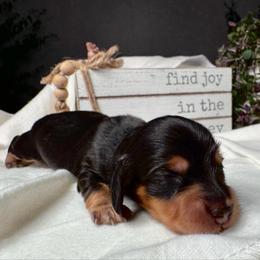 Cinna - Black and cream male Dachshund puppy in Hazlehurst, Georgia from DrakeFire Dachshunds