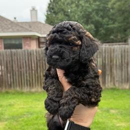 Dean - Sable male Poodle puppy in Bedford, Texas from S.H.A.R.P.’s Toy Poodles