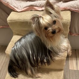 Maltese and Yorkshire Terriers from Jurate Belanger