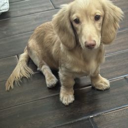 Finn - Dachshund