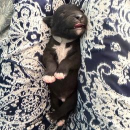Behemoth - Blue male Bedlington Terrier puppy in San Jose, California from Barbos Heart