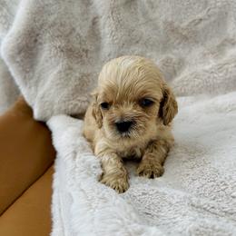 Millie - Buff and white female Cockapoo puppy in Lucas, Ohio from Willow Lane Puppy