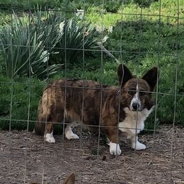 Branwen - Cardigan Welsh Corgi
