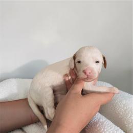 Nova - Parti female Goldendoodle puppy in Austin, Texas from Cedarcrest Goldendoodles