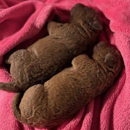 Chesapeake Bay Retrievers from Blue Skye Chesapeakes