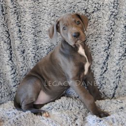 Great Dane Puppies from Legacy Danes