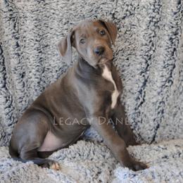 Great Dane Puppies from Legacy Danes
