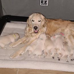 Golden Retriever Puppies from Southern Golden Retrievers