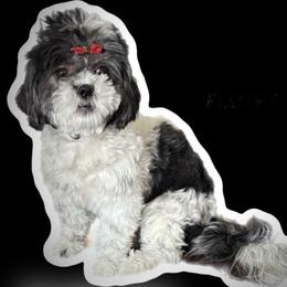 Midgie - Black and white female Shichon puppy in Davenport, Florida from AKC Shih Tzu’s of the South