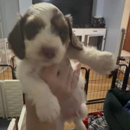 Cupid AKC - Piebald male Dachshund puppy in Erie, Michigan from Champagne’s Grinch Toe’d Dachshunds