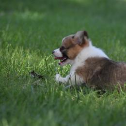 Pembroke Welsh Corgi Puppies from Willow Creek Corgis