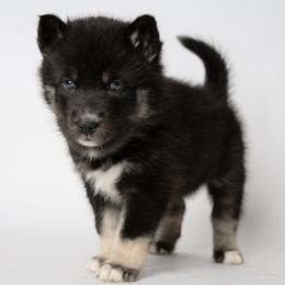 Dione - Black Siberian Husky puppy in Meadow Vista, California from Thistle Hill Canine