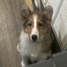 Socks - Shetland Sheepdog puppy from Nancy Barger's Siberian Huskies