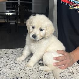 Golden Retriever Puppies from Wise Goldens