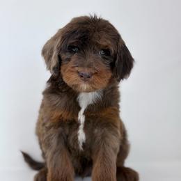 Chai - Chocolate merle male Bernedoodle puppy in Fleming, Colorado from Vandenbark Doodles