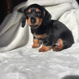 Jade - Black and tan female Dachshund puppy in White Pine, Tennessee from Rocky Top Weenies