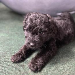 Boy 2 - Black and white male Aussiedoodle puppy in Saratoga Springs, New York from Rock Springs Australian Shepherds