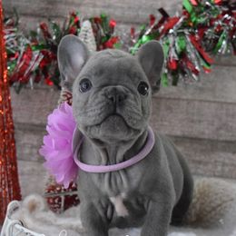 Holly - Blue female French Bulldog puppy in Loxahatchee, Florida from Blue Wonder Frenchies