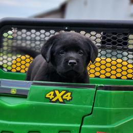 Boy 1-Silver - Black male Labrador Retriever puppy in Saunemin, Illinois from Shooting Star Labs