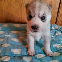 Clove (yellow) - Gray and white female Siberian Husky puppy in Elk River, Minnesota from Naturez Siberians