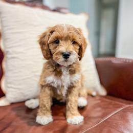 Ground Hog - Red  male Goldendoodle puppy in Sulphur, Louisiana from Curly Q’s Of Carlyss