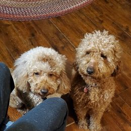 Goldendoodles and Poodles from Poodle Pups With Principal