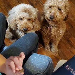 Goldendoodles and Poodles from Poodle Pups With Principal