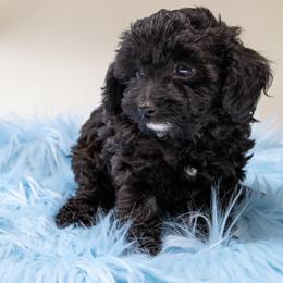 Koko teacup - Black male Poodle puppy in Weston, Florida from Miami Toy Poodles