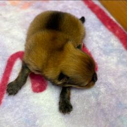 AKC sydney - Orange sable male Pomeranian puppy in Byron, Georgia from Tracys Pom Palace