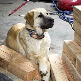 Butters - Anatolian Shepherd Dog
