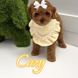 Cozy - Red  female Goldendoodle puppy in Buford, Georgia from Petite Posh Puppies