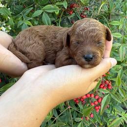 Peach - Red female Assorted Doodle Crosses puppy in Yuba City, California from Lucky Day Doodles
