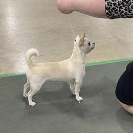 Chihuahuas from Knox Rock'n Chihuahuas