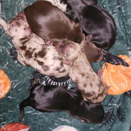 Toby - Black and cream male Dachshund puppy in Anaconda, Montana from Williams Family Dachshunds