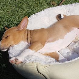 Basenji Puppies from Makindu Basenjis