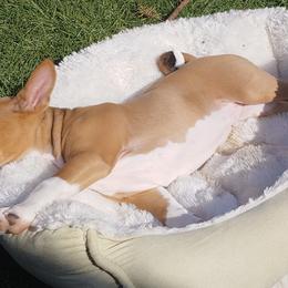Basenji Puppies from Makindu Basenjis