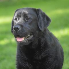 Seneca - Labrador Retriever