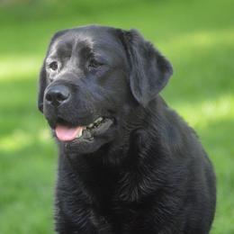Seneca - Labrador Retriever