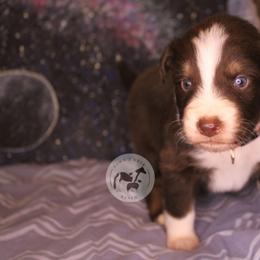 Ironhide - Red tri-color male Australian Shepherd puppy in Colorado Springs, Colorado from Dawn 2 Dusk Ranch