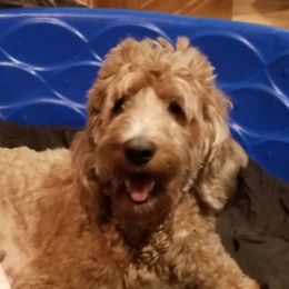 Lexi - Goldendoodle