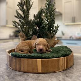 Pumba-Dark Green collar - Apricot male Goldendoodle puppy in Arlington, Washington from Anderson Goldendoodles