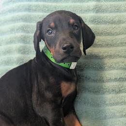 Blackened Pea - Black and rust male Doberman Pinscher puppy in Valley View, Texas from Daystar Dobermans