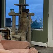 Leonberger Puppies from Sinnsro Leonbergers