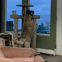 Leonberger Puppies from Sinnsro Leonbergers