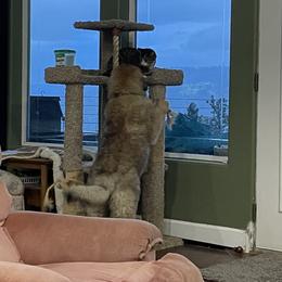 Leonberger Puppies from Sinnsro Leonbergers