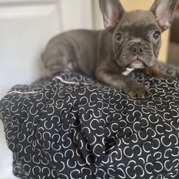 Guy Diamond - French Bulldog puppy in Jonesboro, Georgia from 24kt Frenchies