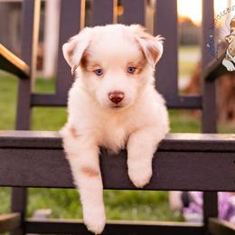 Cider - Red merle male Miniature Australian Shepherd puppy in Hearne, Texas from Wigglebutts Unlimited